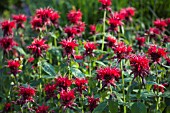 MONARDA DIDYMA CAMBRIDGE SCARLET