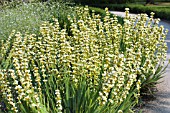 SISYRINCHIUM STRIATUM