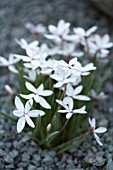 X RHODOXIS HYBRIDA WHITE