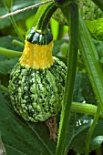 CUCURBITA PEPO AUTUMN GLORY