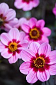 DAHLIA HAPPY SINGLE WINK