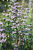 PHLOMIS TUBEROSA AMAZONE