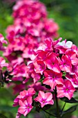 PHLOX PANICULATA WINDSOR