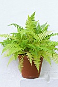 ATHYRIUM FELIX-FEMINA MINUTISSIMUM