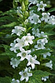 CAMPANULA LATIFOLIA ALBA