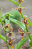 EPIPACTIS GIGANTEA