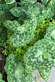 PODOPHYLLUM VERSIPELLE SPOTTY DOG