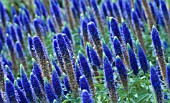 VERONICA SPICATA ROYAL CANDLES