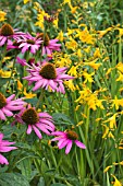 CROCOSMIA GOLDEN FLEECE & ECHINACEA RUBY STAR