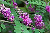 INDIGOFERA HETERANTHA