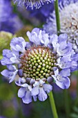 SCABIOSA OXFORD BLUE