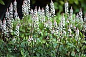 TIARELLA SKYROCKET