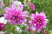 COSMOS BICOLOUR PINK PUFF