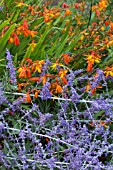 CROCOSMIA X CROCOSMIAFLORA & PEROVSKIA ATRIPILICIFOLIA BLUE SPIRE