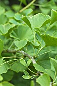 GINKGO BILOBA