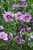 HIBISCUS SYRIACUS RUSSIAN VIOLET (FLORU)