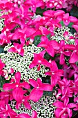 HYDRANGEA MACROPHYLLA LADY IN RED