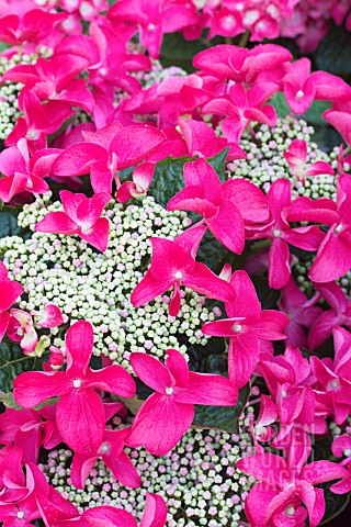 HYDRANGEA_MACROPHYLLA_LADY_IN_RED