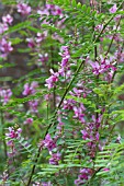 INDIGOFERA HETERANTHA