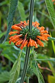 LEONOTIS LEONURUS