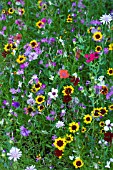 PICTORIAL MEADOW
