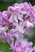 SAPONARIA OFFICINALIS ROSEA PLENA