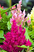 CELOSIA PLUMOSA