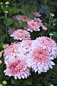 CHRYSANTHEMUM GOMPIE PINK