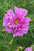 COSMOS DOUBLE CLICK ROSE BONBON