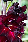 GLADIOLUS BLACK JACK