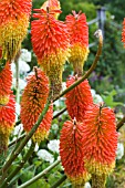 KNIPHOFIA SAMUELS SENSATION