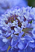 SCABIOSA OXFORD BLUE