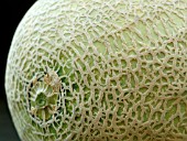 CANTALOUPE MELON (CUCUMIS MELO)