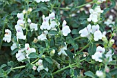 ANTIRRHINUM SEMPERVIVENS