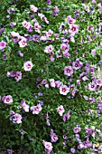 HIBISCUS SYRIACUS RUSSIAN VIOLET (FLORU)