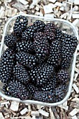 RUBUS FRUITICOSA KARAKA BLACK