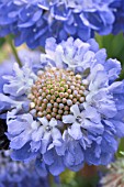 SCABIOSA OXFORD BLUE