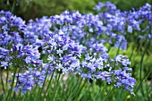 AGAPANTHUS BLUE STORM (ATIBLU)