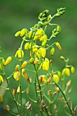 ALBUCA SHAWII