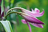 AMARYLLIS BELLADONNA