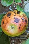 APPLE BITTER PIT ON MALUS DOMESTICA CHARLES ROSS
