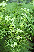 ASPLENIUM X LUCROSUM (BULBIFERUM)