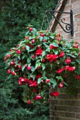 BEGONIA TRAILING RED