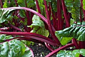 BETA VULGARIS FLAVESCENS FANTASY F1