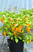 CAPSICUM ANNUUM MICHAELS MAGIC