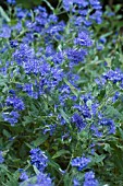 CARYOPTERIS CLANDONENSIS BLUE MIST