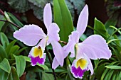 CATTLEYA SCHROEDERAE