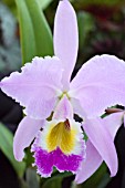 CATTLEYA SCHROEDERAE