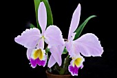 CATTLEYA SCHROEDERAE
