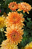 CHRYSANTHEMUM GOMPIE BRONZE